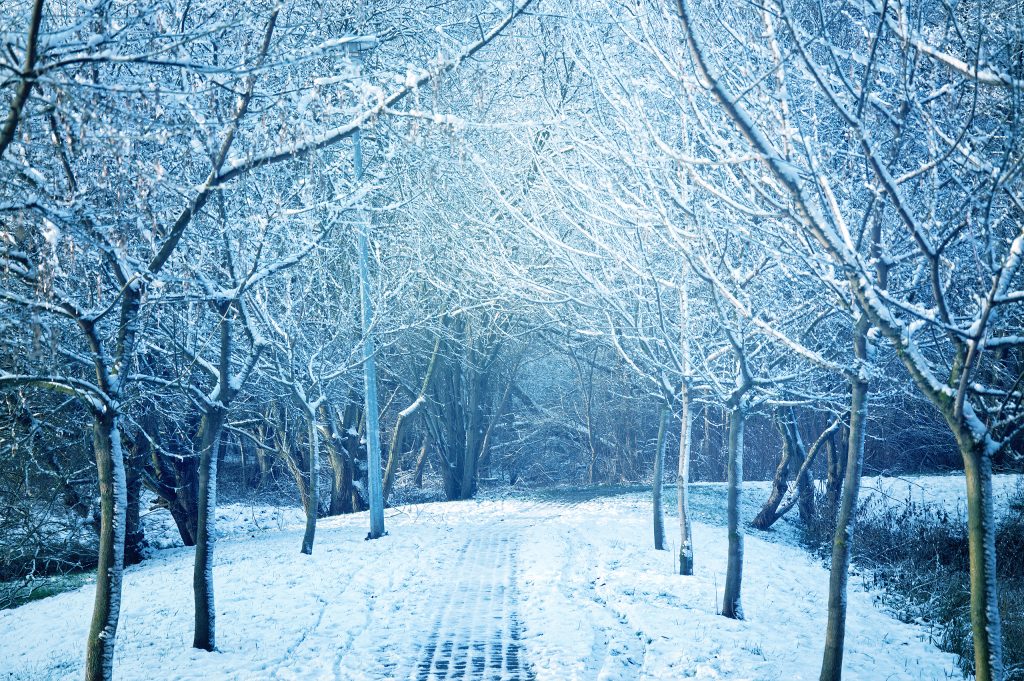 Chemin bordé d'arbres sous la neige en plein hiver
